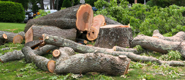 Reliable Northfield, KY Tree Services Solutions